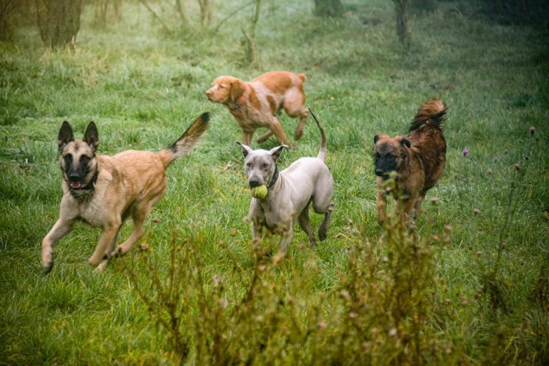 Fellosophie Pro Animale für Tiere in Not e. V. Fellosophie Pro Animale für Tiere in Not e. V.