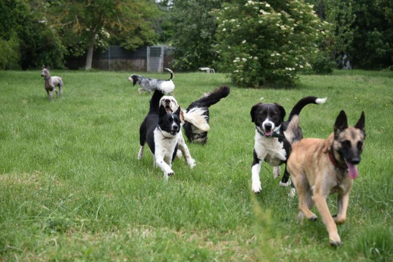 Fellosophie Pro Animale für Tiere in Not e. V. Fellosophie Pro Animale für Tiere in Not e. V.