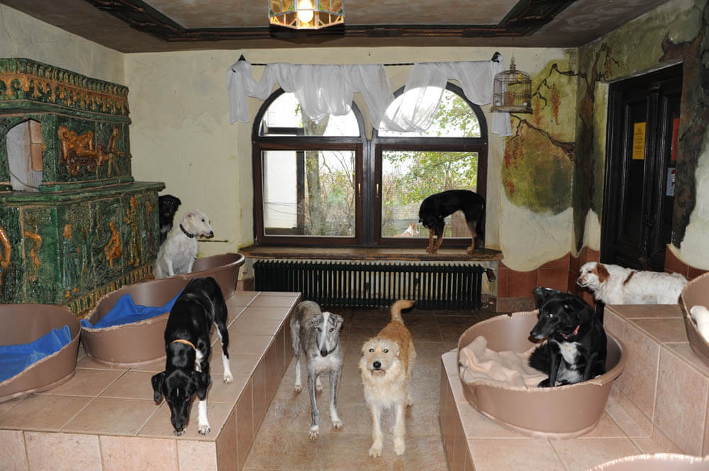 sieben Hunde im Hundezimmer