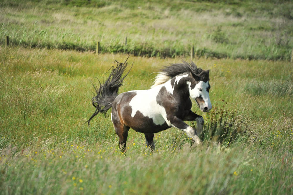 Pferd tollt über Weide