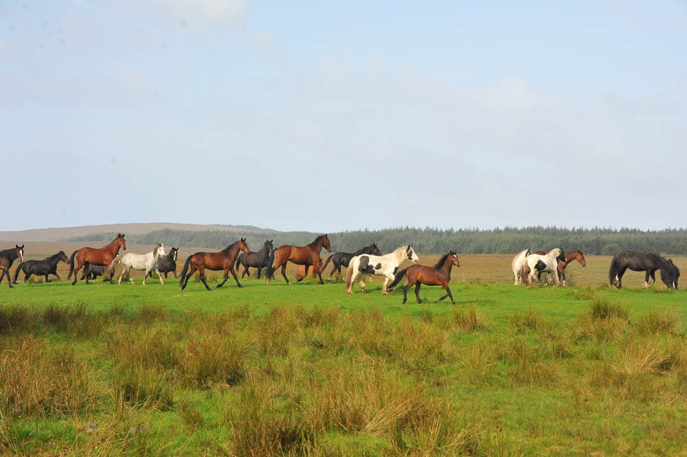 Pferde traben über Weide