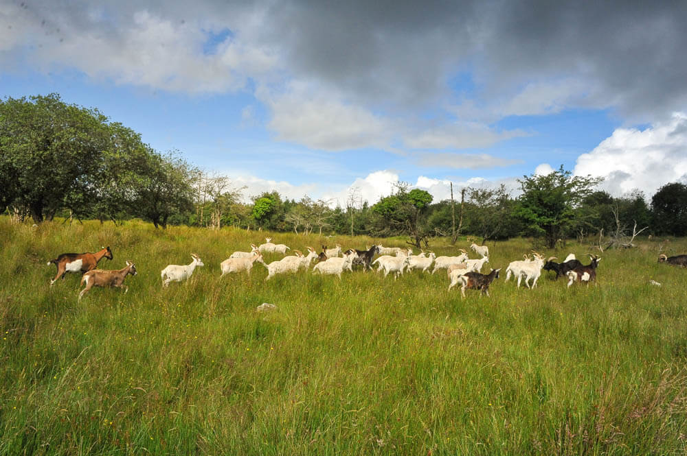 Ziegen rennen auf Weide