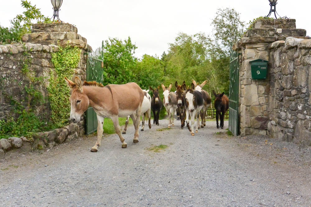 Esel laufen durch Tor der Lifeline for Irish Horses