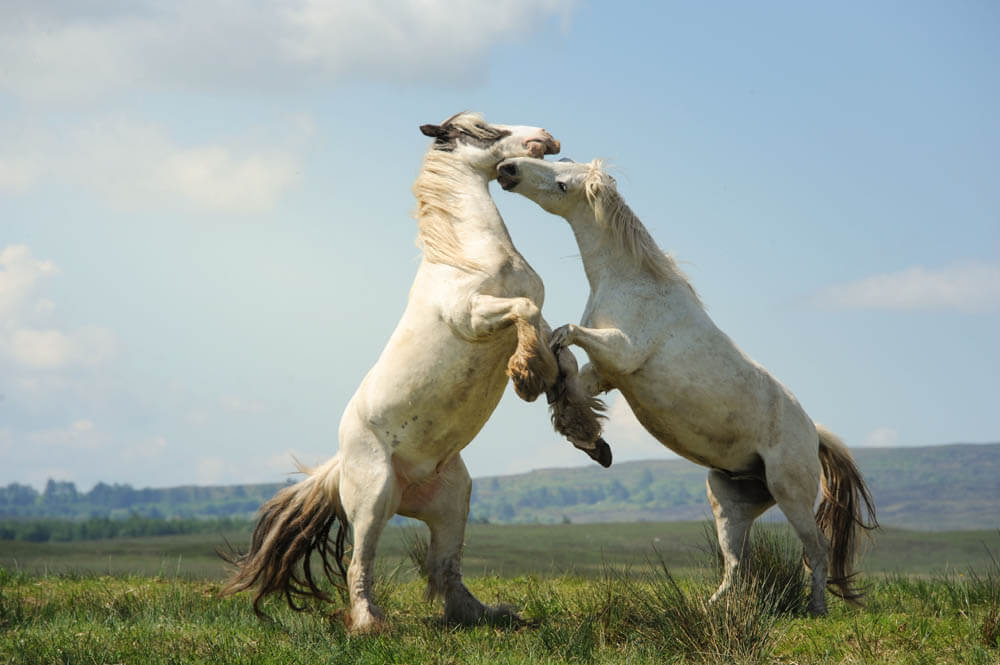zwei Pferde spielen miteinander