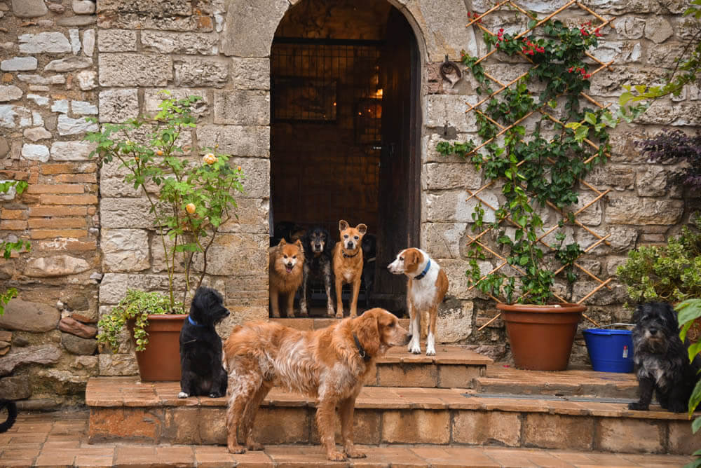 Hunde auf Treppe vor Eingang