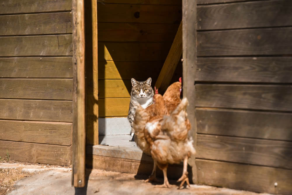 Katze passt auf Hühner auf
