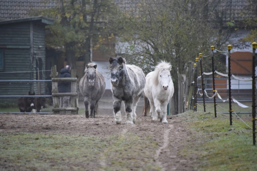 Nepomuk, Vergil, Anais (1)