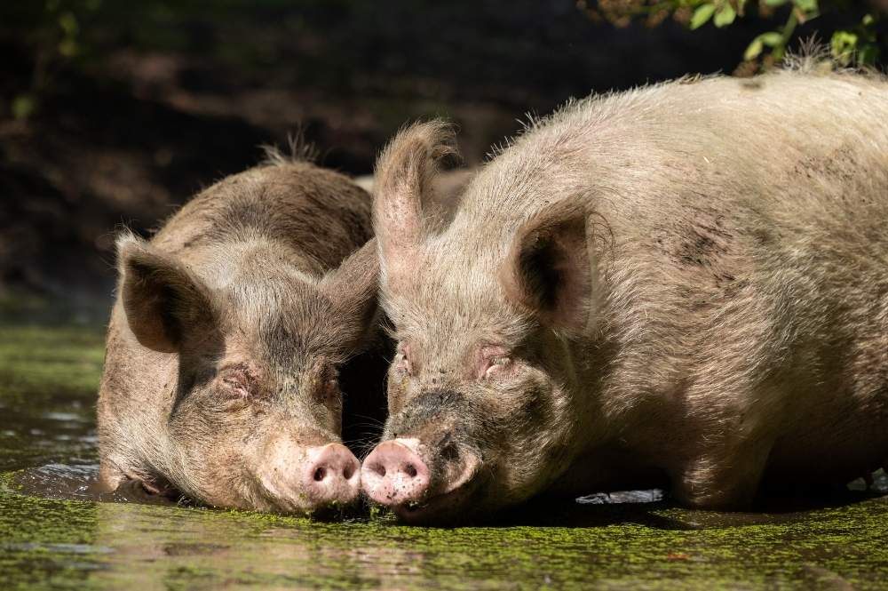 Delicia Schweine 11