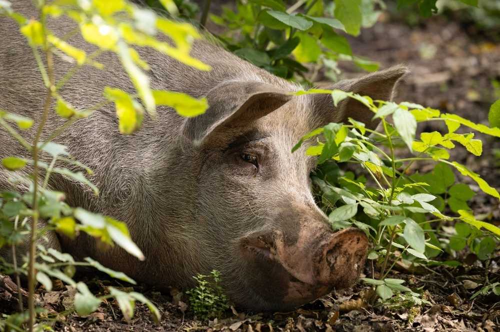 Delicia Schweine 16