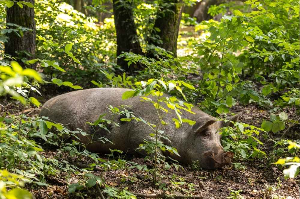 Delicia Schweine 18