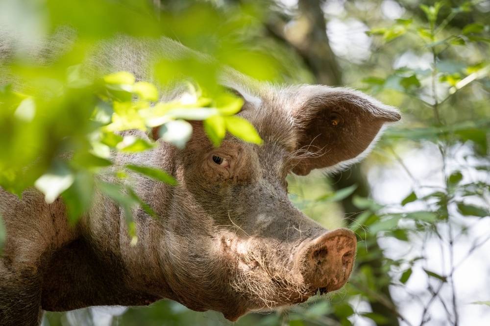 Delicia Schweine 20