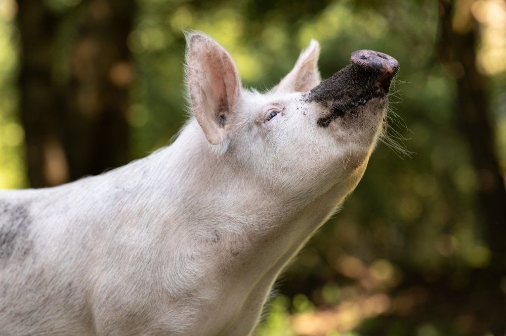 Delicia Schweine 22 Jubilee