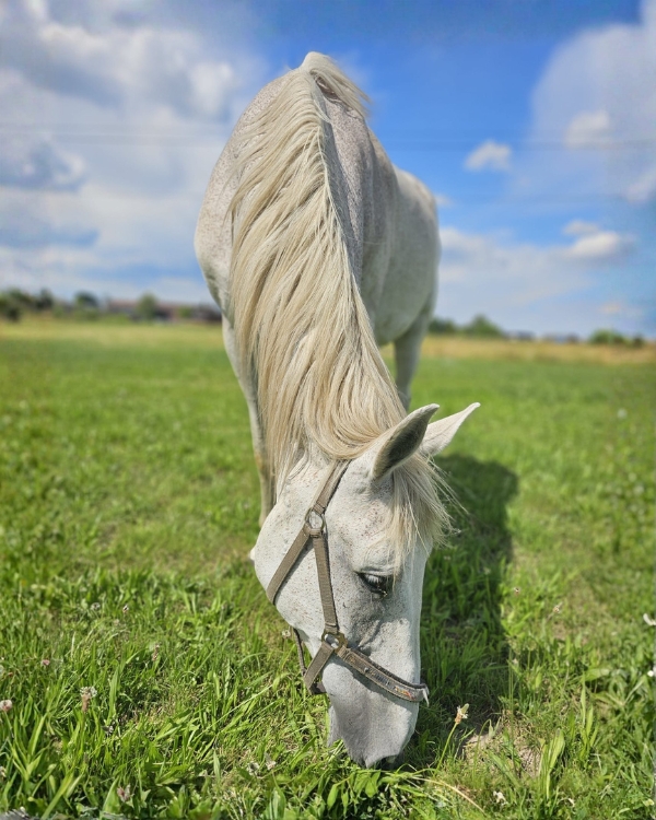 Ein weißes Pferd steht auf einer grünen Wiese.
