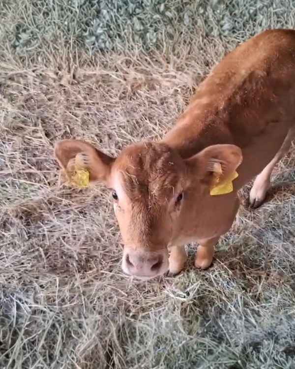 Ein braunes Kälbchen steht im Stroh und schaut von unten hoch in die Kamera.