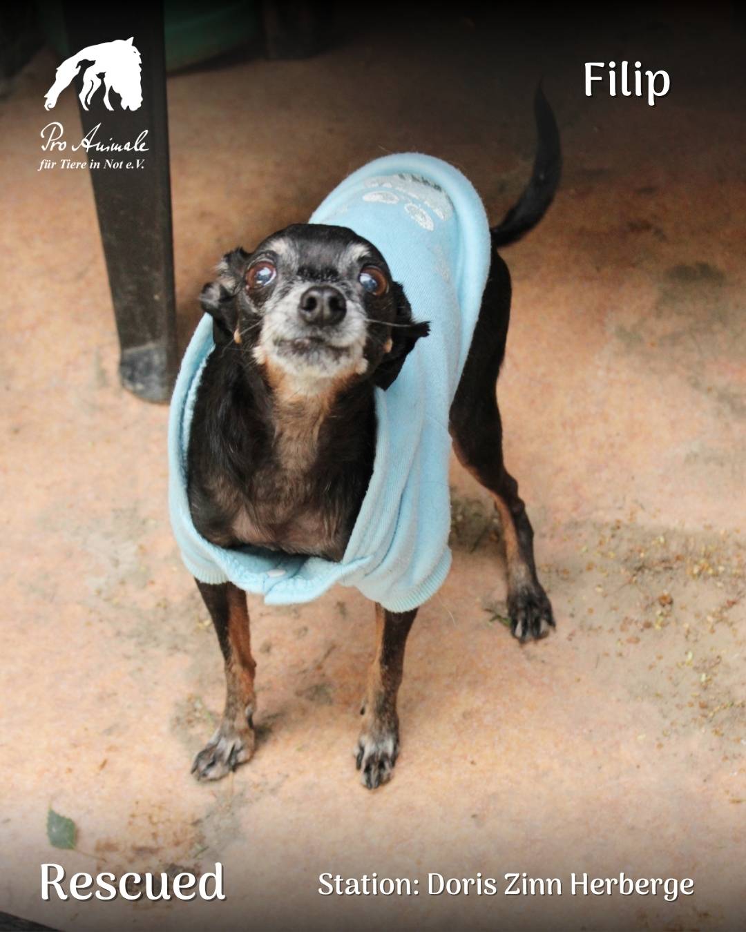 Der winzige, schwarze Hunde-Opi Filip trägt einen hellblauen Pullover und blickt treu in die Kamera.