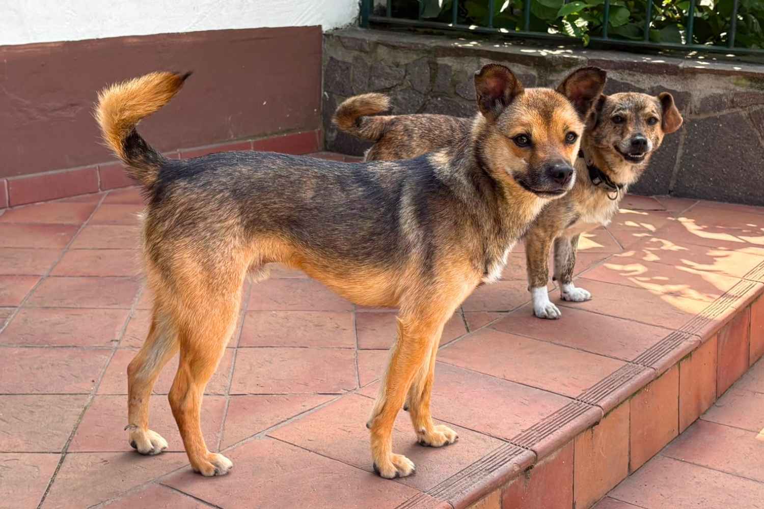 Ein brauner kleiner Hund steht auf einer Treppe vor einem Haus. Hinter ihm steht ein zweiter kleiner Hund.