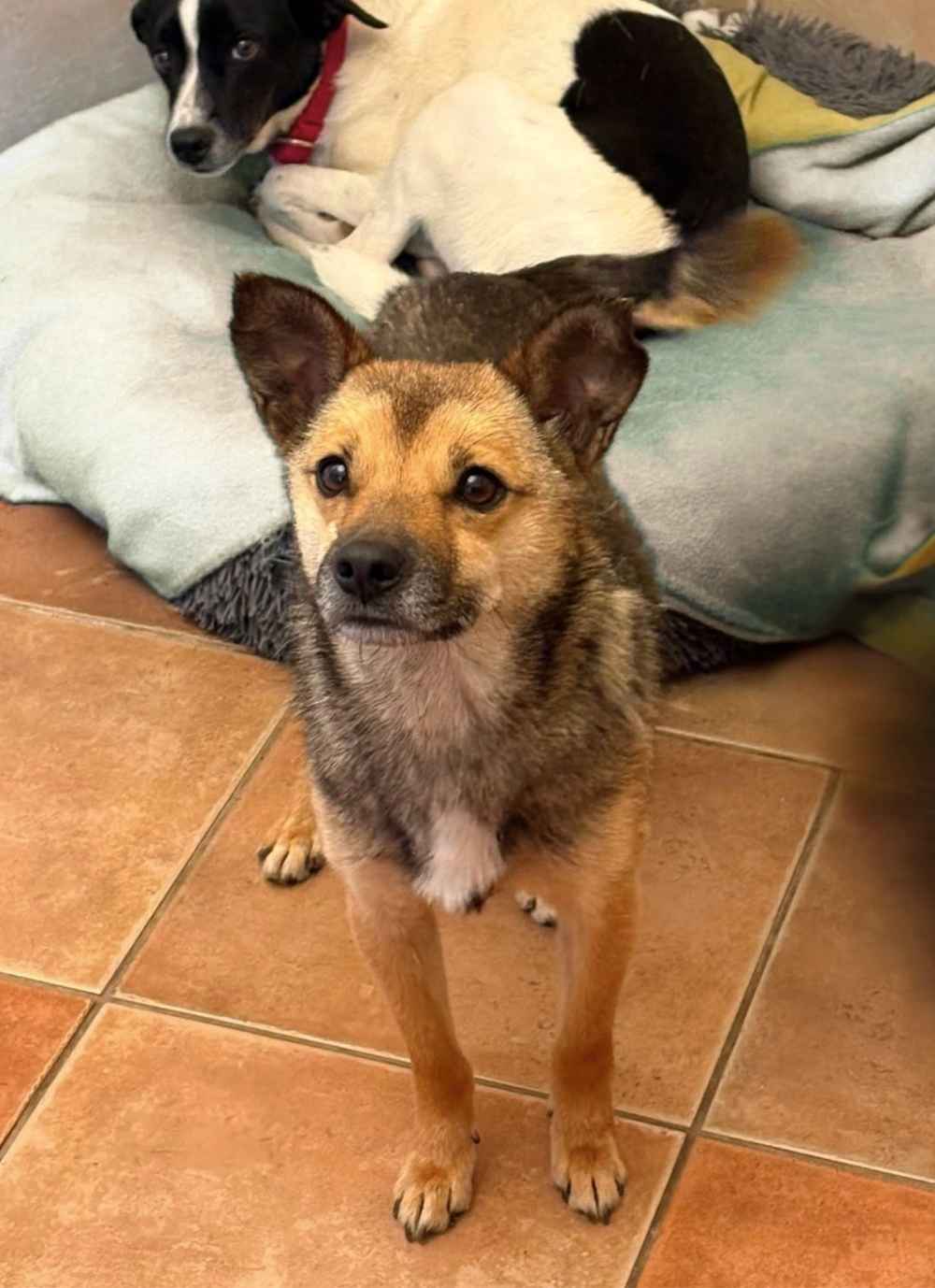 Ein kleiner Mischlimgshund steht in einem Hundezimmer auf braunen Fliesen. Hinter ihm liegt ein schwarz weißer Hund in einem Hundekörbchen.