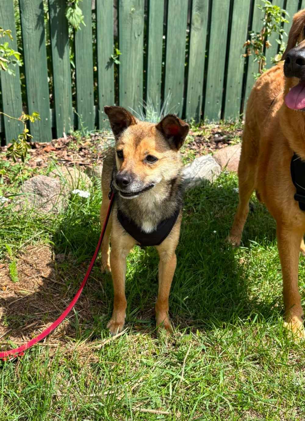 Ein kleiner brauner Mischlingshund steht auf einer Wiese. Er trägt ein Geschirr und eine rote Leine.
