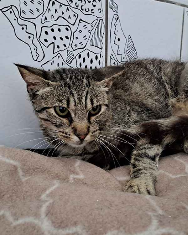 Eine grau getigerte Katze sitzt auf einer braunen Decke.