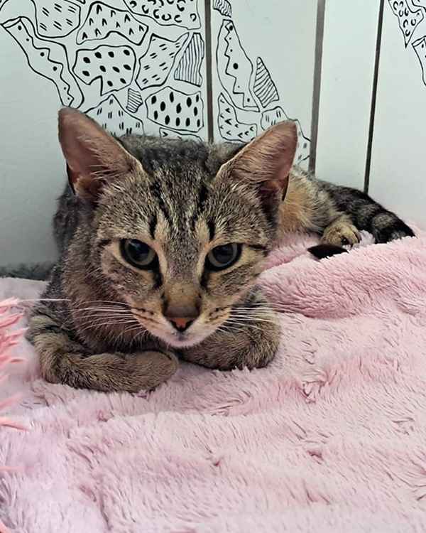 Eine grau getigerte Katze liegt auf einer rosafarbenen Decke.
