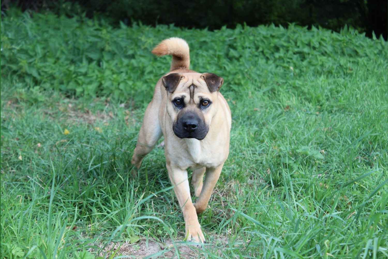 Eine Shar Pei Mischlingshündin läuft durchs Gras. Sie schaut aufmerksam in die Kamera.