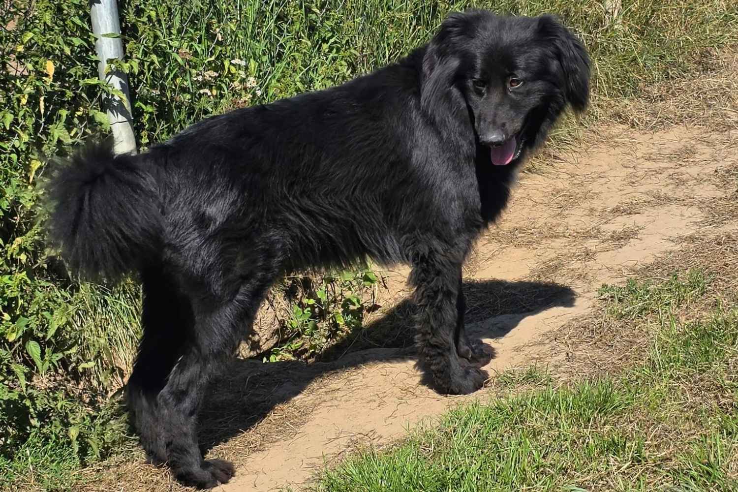 Ein schwarzer Hund mit langem weichem Fell steht seitlich zur Kamera und schaut aufmerksam und freundlich.