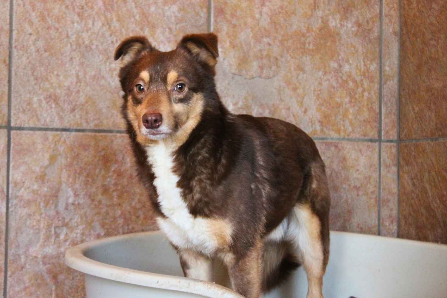 Ein brauner Mischling mit weißer Brust steht in einem Hundezimmer in einem grauen Hundekorb und schaut etwas misstrauisch.