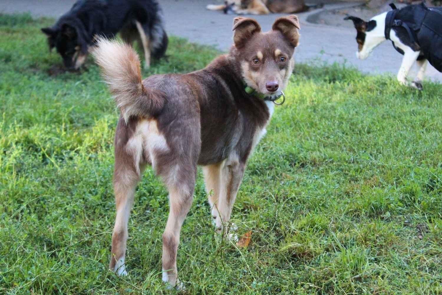 Der braune Mischling Sam steht auf einer grünen Wiese und dreht sich nach hinten um und blickt in die Kamera. Seine Ohren sind aufmerksam gespitzt.