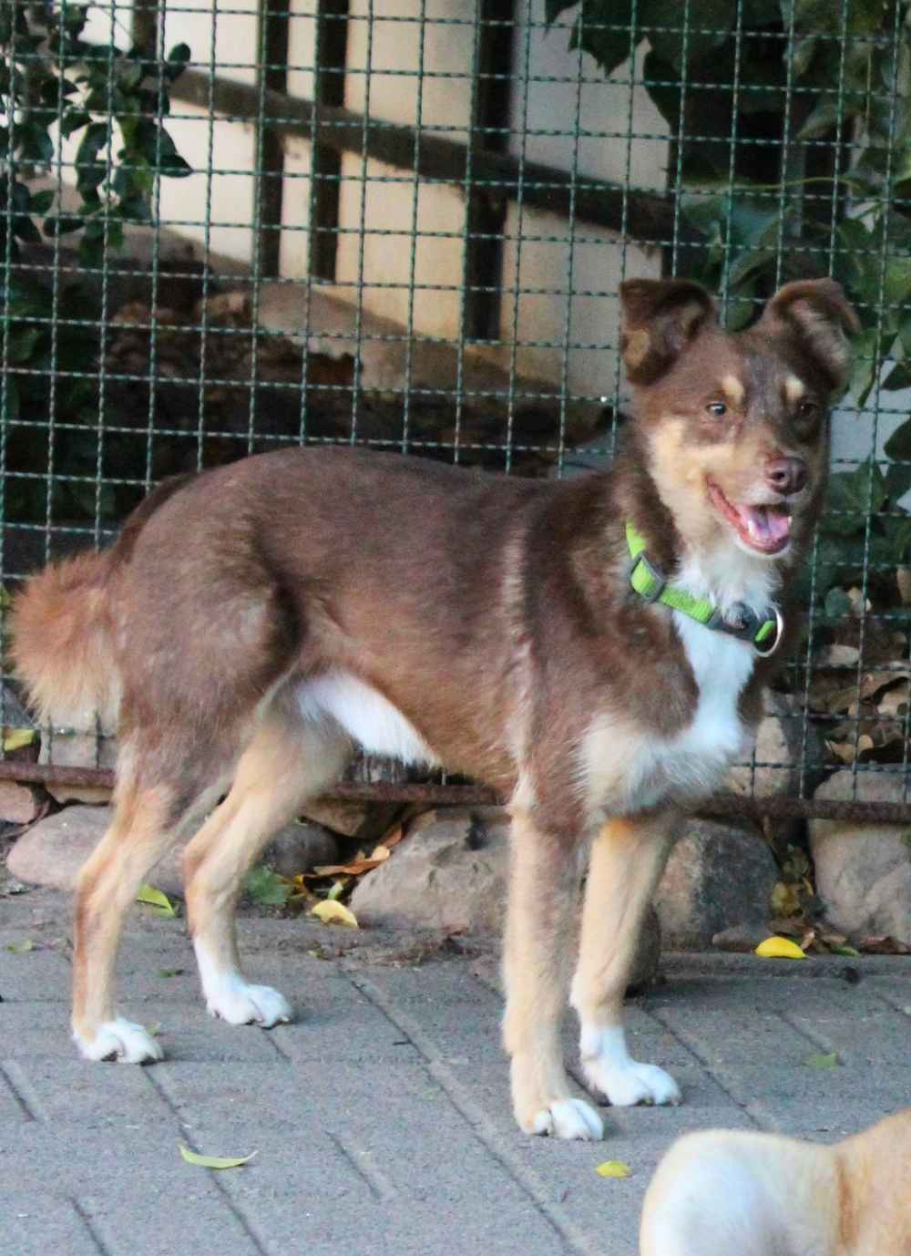 Der braun Mischlingshund Sam steht auf dem Weg vor einem Fachwerkhaus und schaut freundlich in die Kamera.
