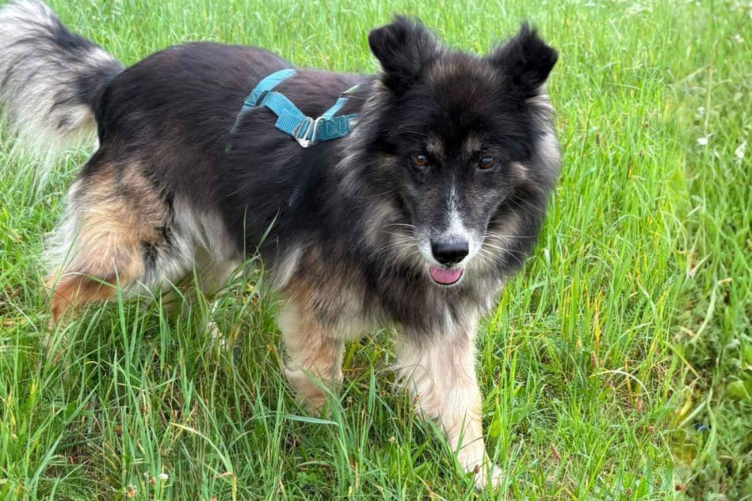 Ein langhaariger Schäferhundmischling steht auf einer Wiese. Er trägt ein grünes Geschirr.