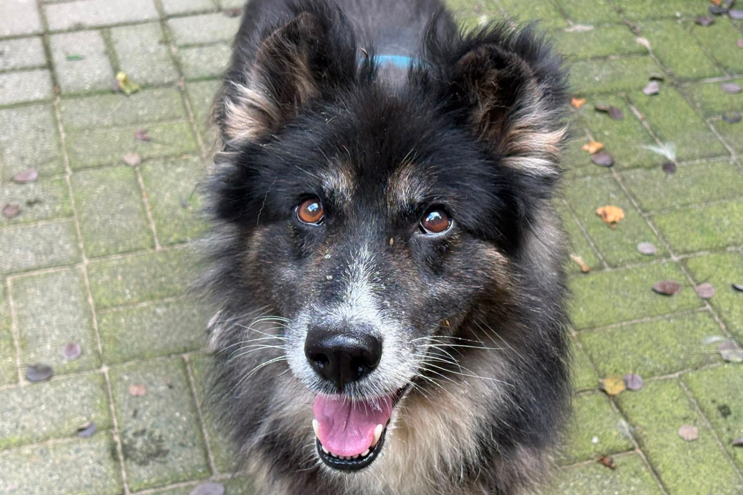 Ein schwarz-brauner Schäherhundmischling mit langem Fell schaut in Nahaufnahme frontal freundlich in die Kamera.