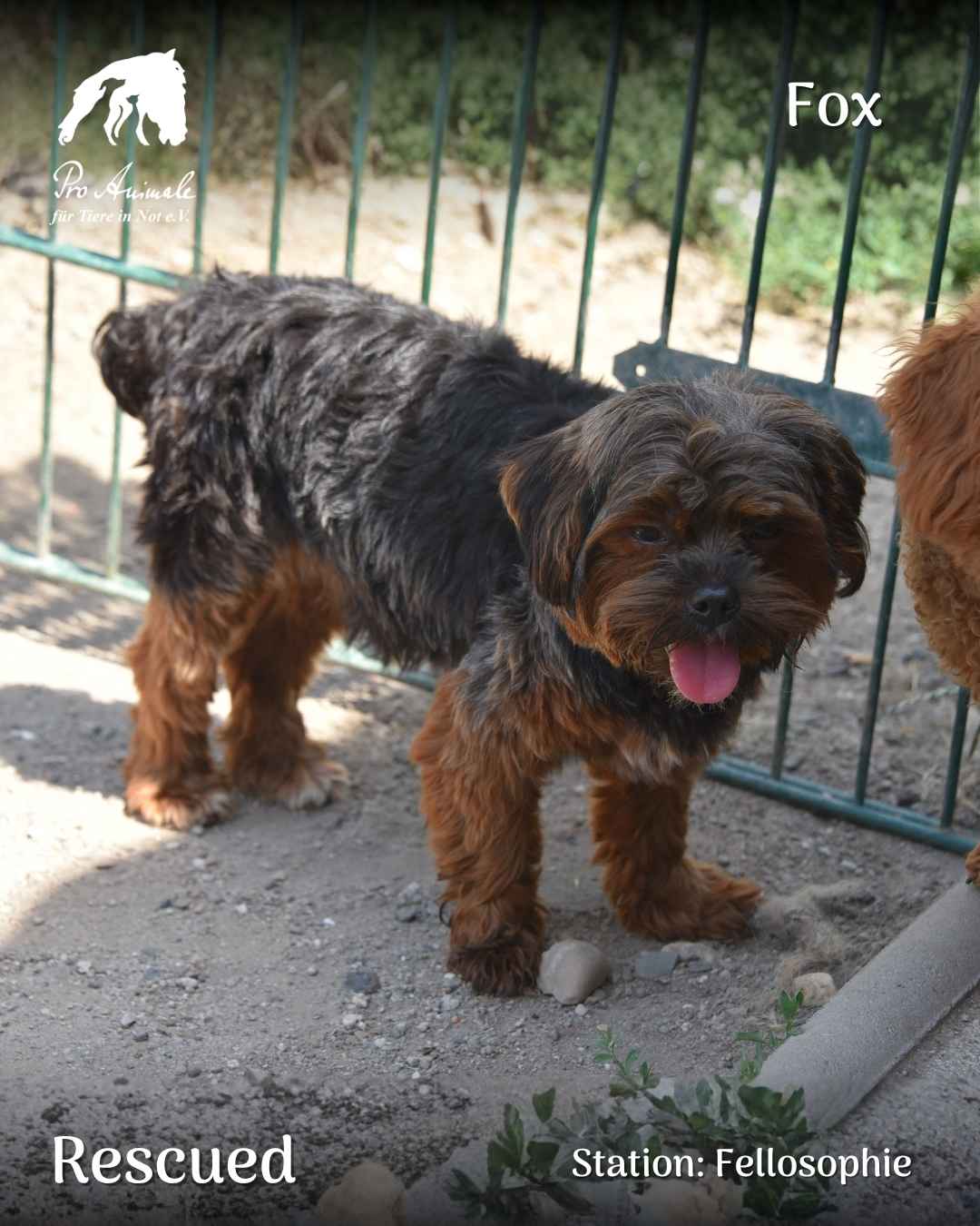 Geretteter kleiner braun-schwarzer Mischlingshund Fox steht aufmerksam am Zaun der Tierherberge Fellosophie.