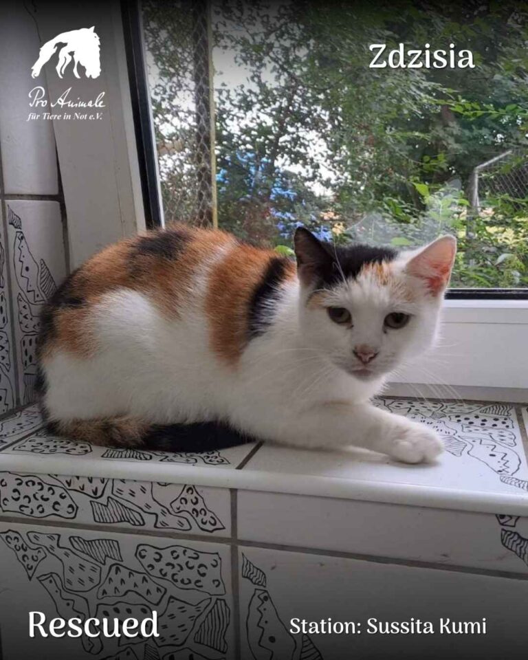 Gerettete dreifarbige Katze Zdzisia liegt entspannt auf einer gemusterten Fliesenbank am Fenster
