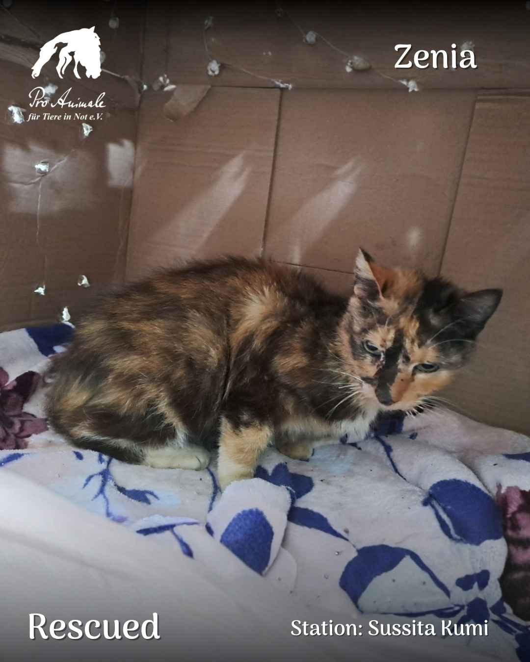 Seniorenkatze Zenia mit Schildpatt-Muster blickt ruhig auf einer Kuscheldecke liegend