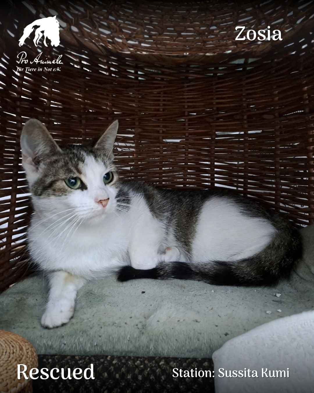 Gerettete getigert-weiße Katze Zosia liegt friedlich in einem gemütlichen Weidenkorb