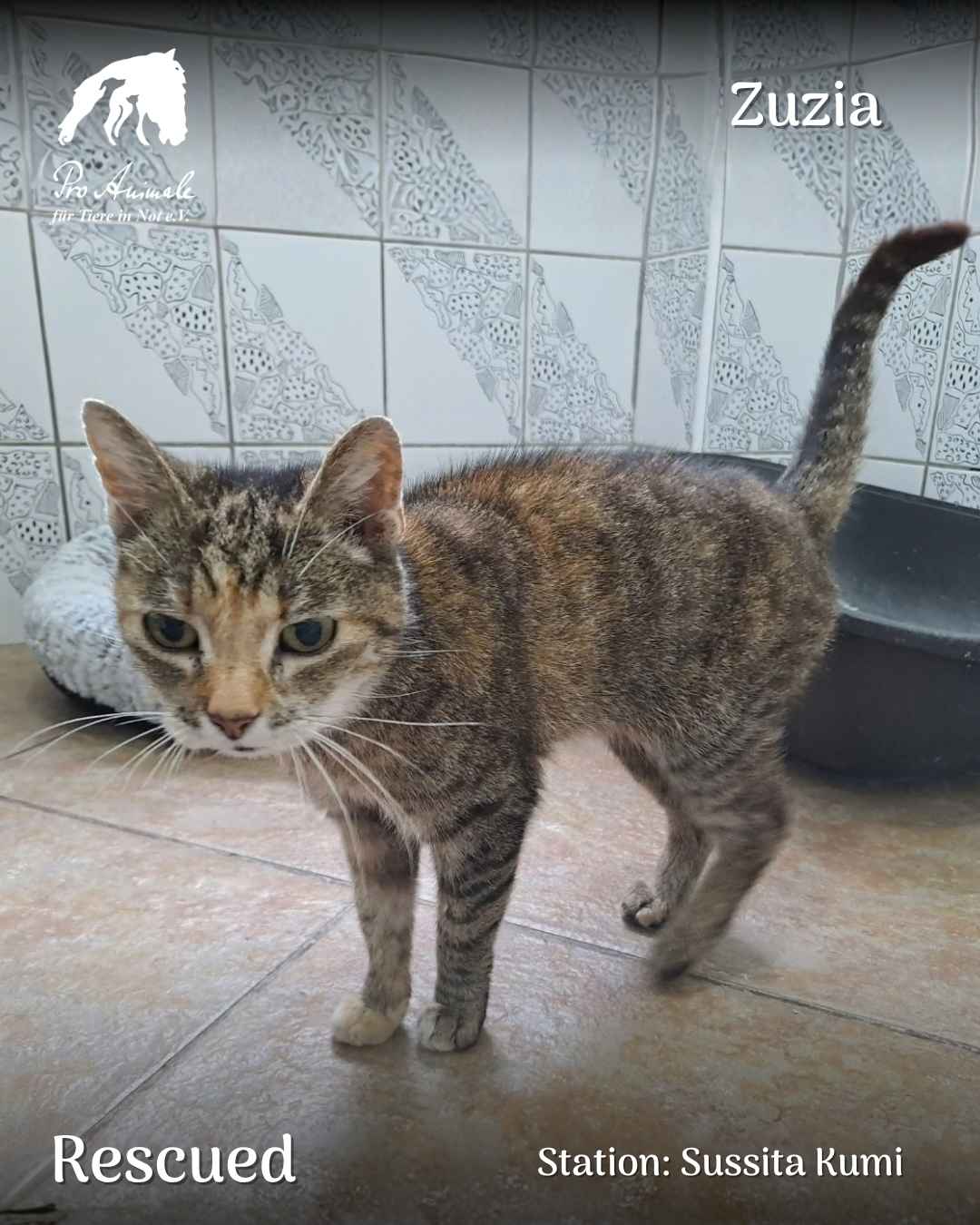 Getigerte Seniorenkatze Zuzia steht neugierig mit aufgerichtetem Schwanz im Raum