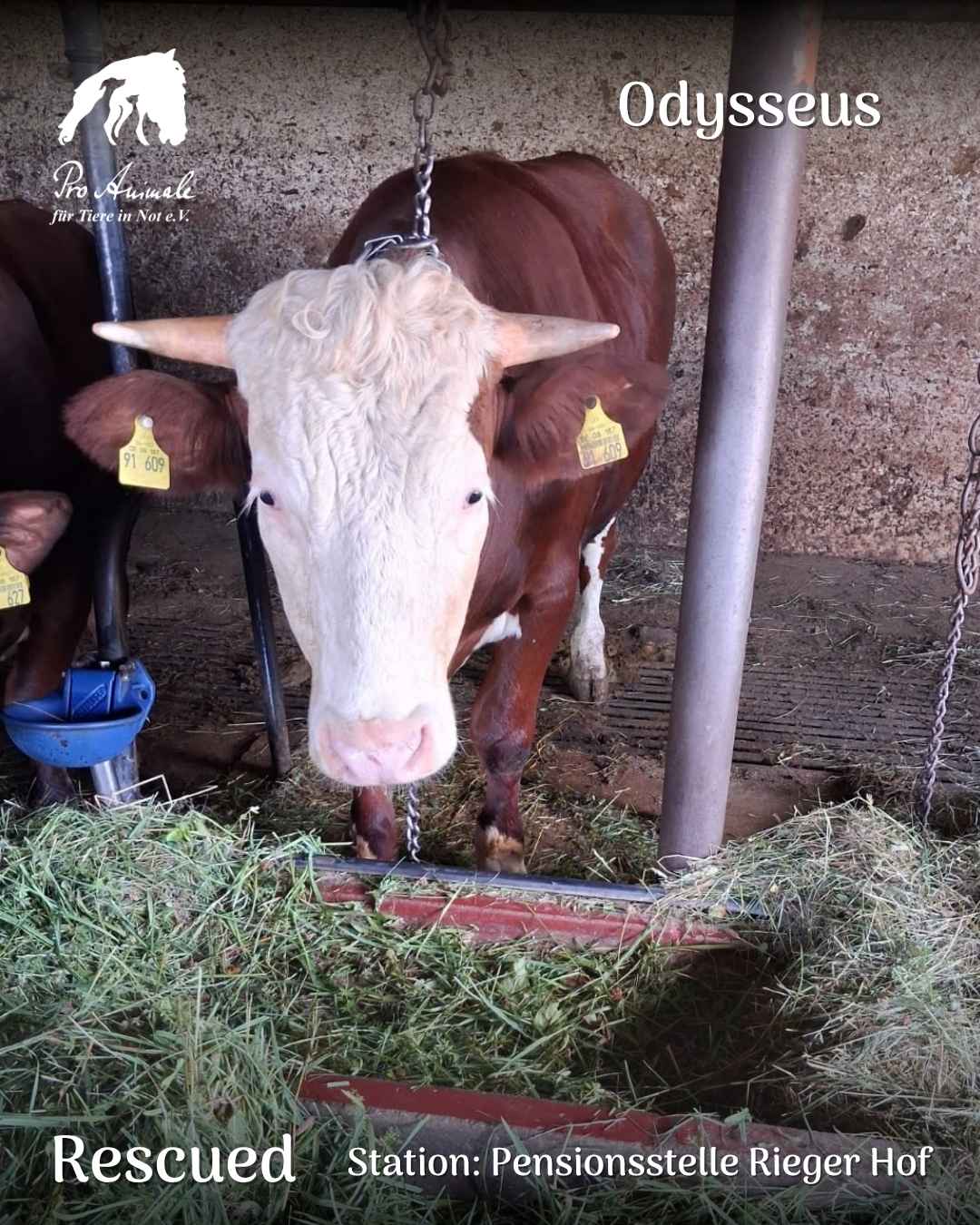 Das braun weiße Rind Odysseus steht mit Ohrmarken und Kette im Betrieb, aus dem es gerettet wurde.