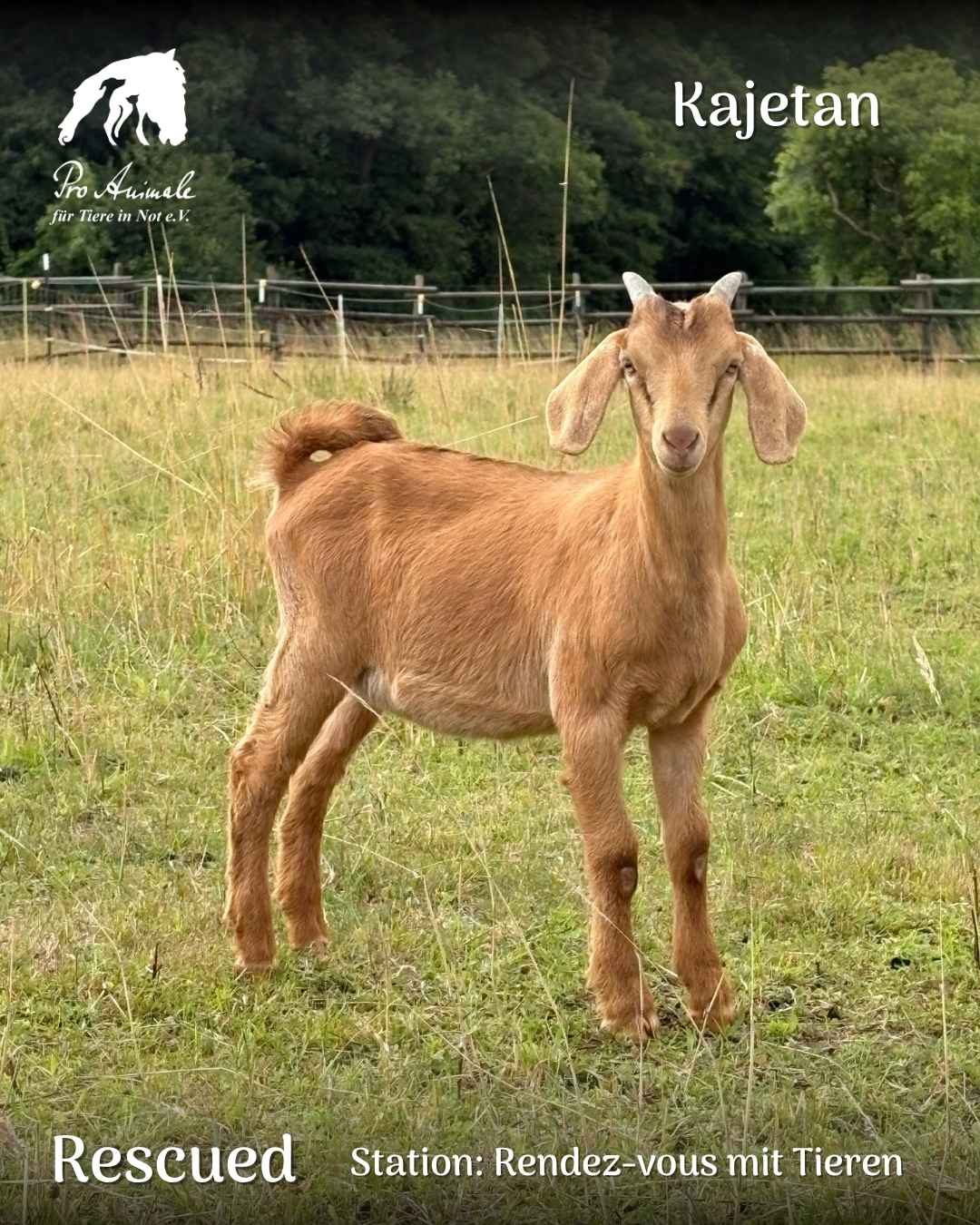 Kleine braune Ziege Kajetan steht aufmerksam auf einer grünen Wiese im Rendez-vous mit Tieren.