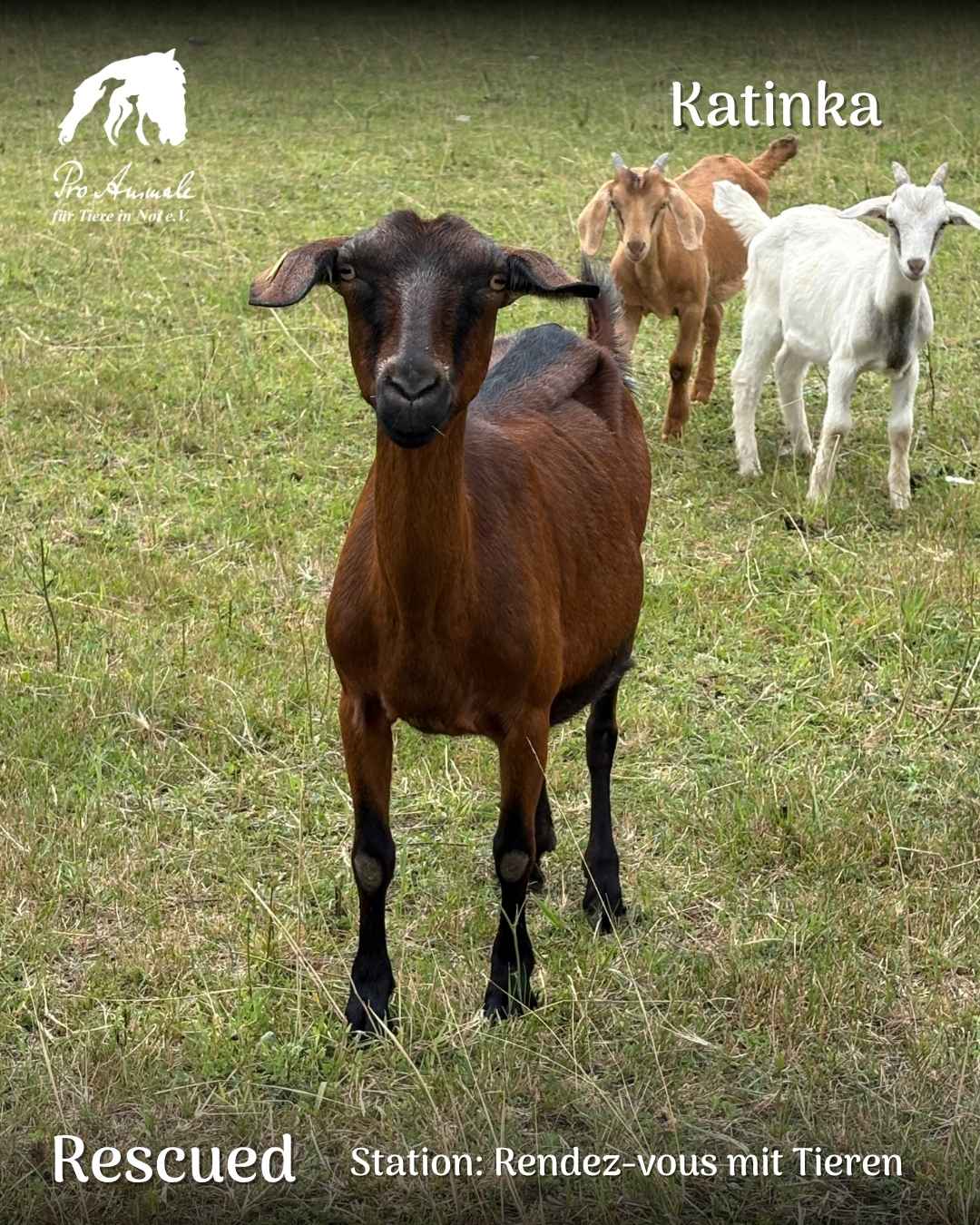 Braune Mutterziege Katinka steht stolz auf der Weide mit ihren Lämmern im Hintergrund.