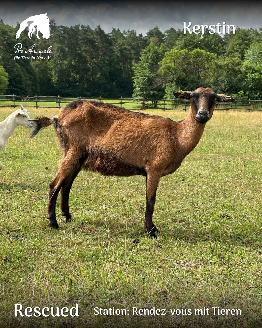 Braune Mutterziege Kerstin mit schwarzen Akzenten steht im Profil auf der Sommerweide.