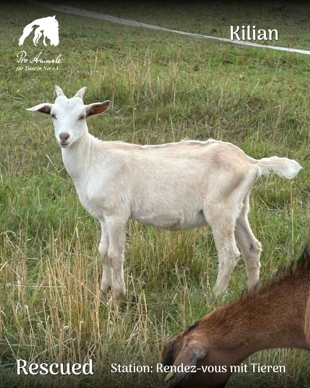 Kleine weiße Ziege Kilian steht aufmerksam auf der Wiese im Rendez-vous mit Tieren