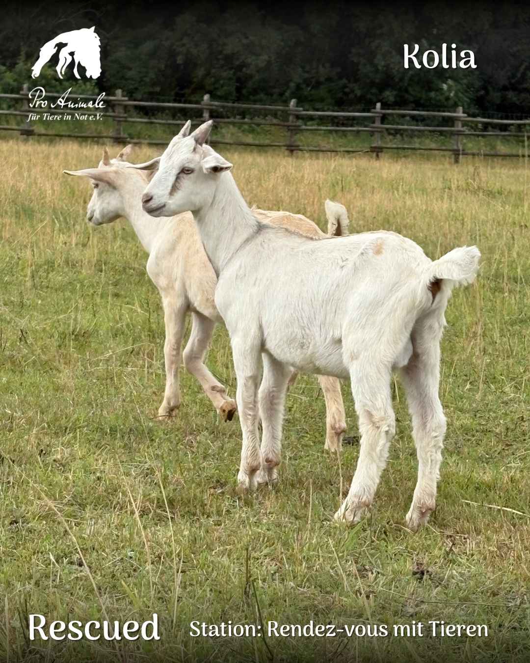 Zwei weiße Ziegenlämmer, im Vordergrund Kolia, stehen friedlich auf der Weide