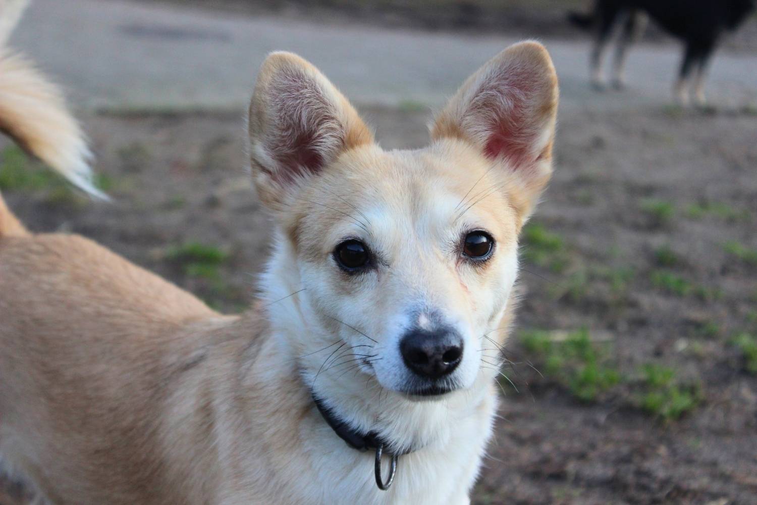 Ein cremefarbener kleiner Hund mit weißem Gesucht und gespritzten Ohren schaut in die Kamera.