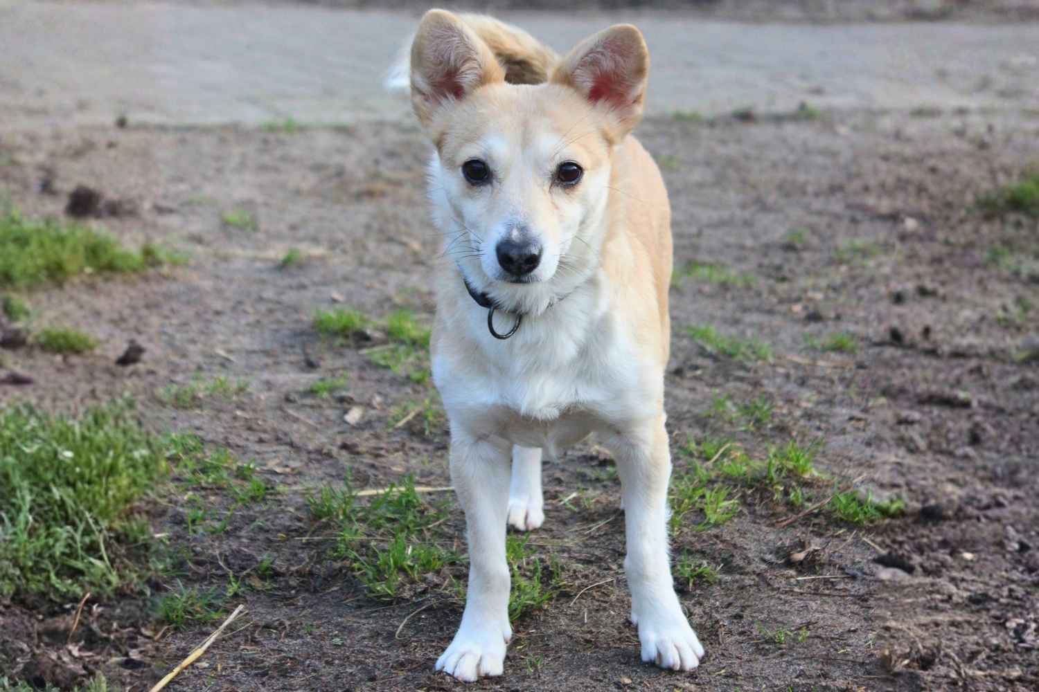 Ein kleiner cremefarbener Mischlingshund steht in einem Hundeauslauf.