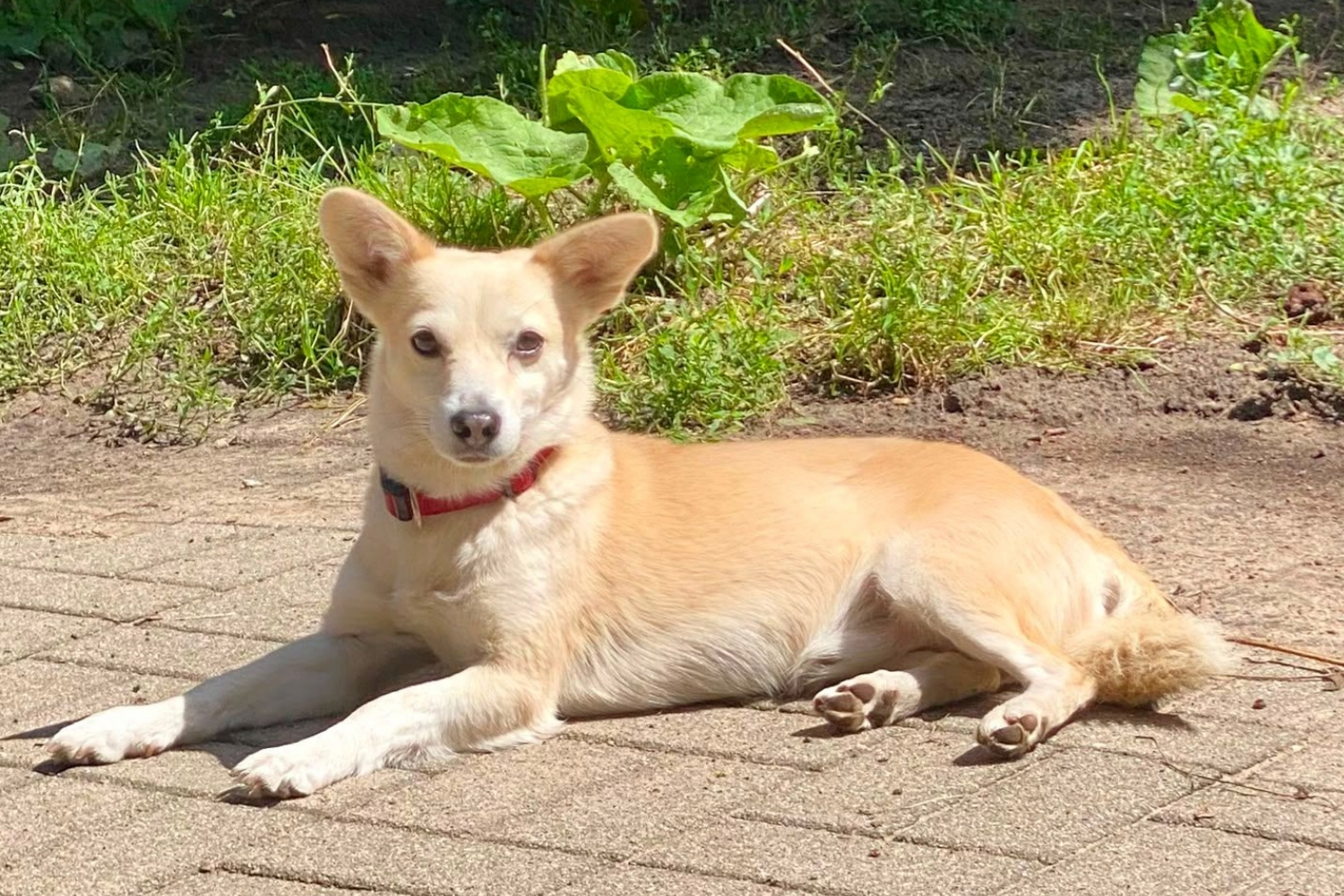 Ein hellbrauner Hund mit kurzem Fell und einem roten Halsband liegt auf einem gepflastertem Weg in der Sonne. Er schaut aufmerksam in die Kamera.