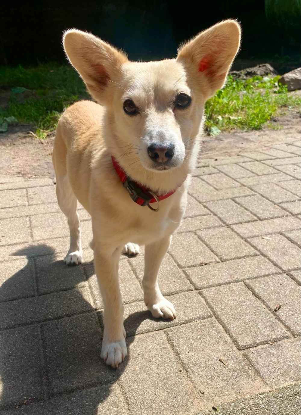 Ein kleiner cremefarbener Hund steht in einem Innenhof auf einem gepflastertem Weg.