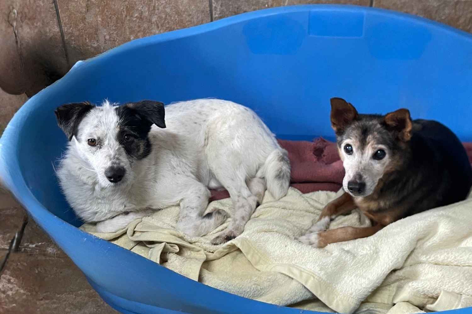Eine weiße Hündin mit schwarzen Ohren und ein kleiner brauner Hund mit grauem Schwänzchen liegen zusammen in einem blauen Hundekorb.