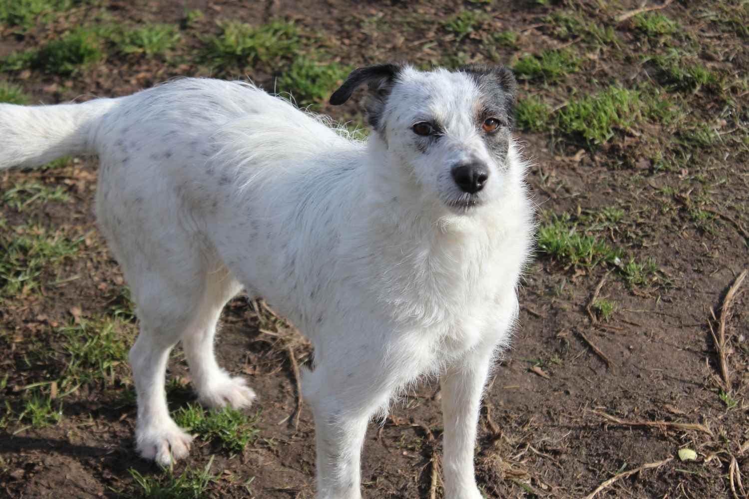 Eine rauhaarige weiße Hündin mit schwarzen Ohren steht in einem Hundeauslauf und schaut in die Kamera.