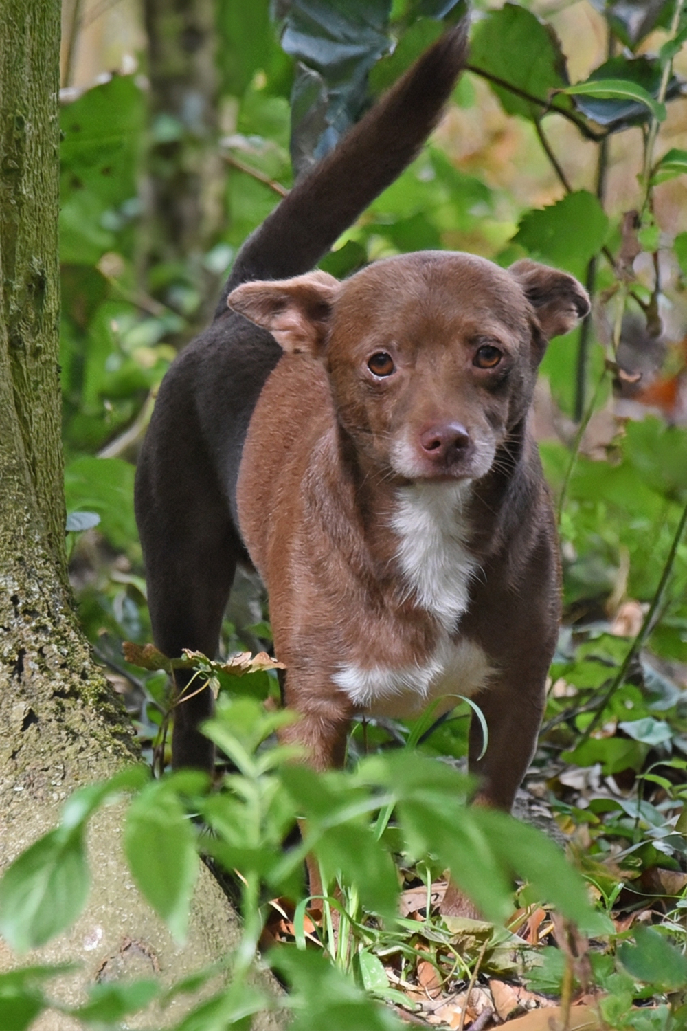 Kleiner schokoladenbrauner Hund Melchior steht im Grünen zwischen Pflanzen und blickt direkt in die Kamera.