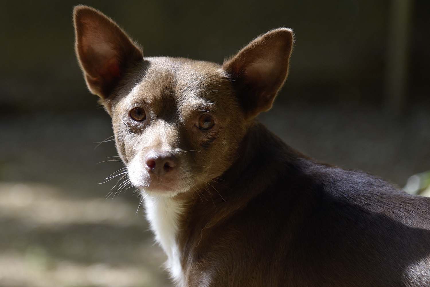 Portraitaufnahme des kleinen braunen Rüden Melchior mit aufgestellten Ohren und aufmerksamem Blick.